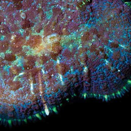 ORA Aquacultured Marshall Island Purple Bullseye Mushroom Coral (Rhodactis sp.); representative specimen