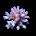 ORA Aquacultured Marshall Island Raspberry Acro Coral (Acropora sp.); representative specimen