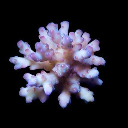 ORA Aquacultured Marshall Island Raspberry Acro Coral (Acropora sp.); representative specimen