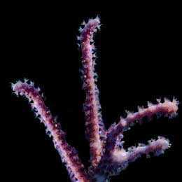ORA Aquacultured Marshall Island Rumphella Gorgonian Coral (Rumphella sp.); representative specimen