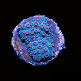 ORA Aquacultured Meteor Shower Cyphastrea Coral (Cyphastrea sp.); representative specimen