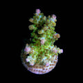 ORA Aquacultured Micronesian Ant Insignis Coral (Acropora insignis); representative specimen