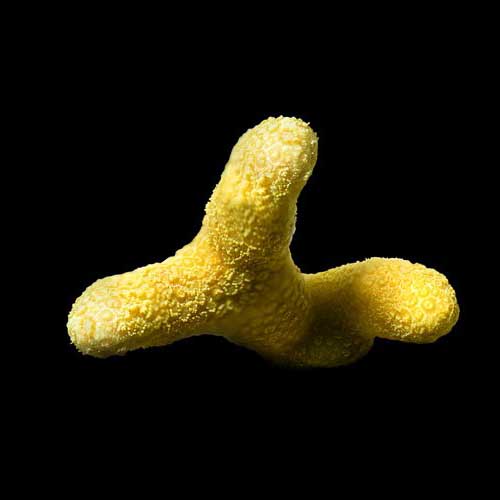 ORA Aquacultured Micronesian Yellow Porites Coral (Porites sp.); representative specimen