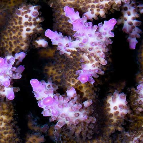 ORA Aquacultured Miami Orchid Coral (Acropora sp.); representative specimen