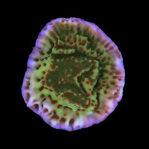 ORA Aquacultured Mind Trick Montipora Coral (Montipora sp.); representative specimen