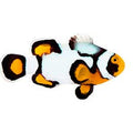 ORA Captive-Bred Nebula Picasso Clownfish (Amphiprion percula); representative specimen