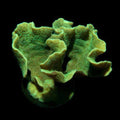 ORA Aquacultured Mint Pavona Coral (Pavona frondifera); representative specimen