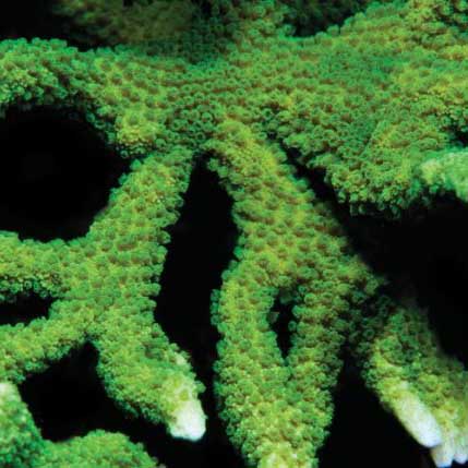 ORA Aquacultured Neon Green Montipora digitata Coral (Montipora digitata); representative specimen