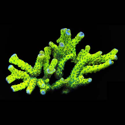 ORA Aquacultured Neon Green Anacropora Coral (Anacropora sp.); representative specimen
