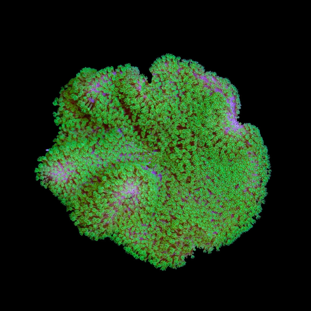 ORA Aquacultured Neon Green Polyp Toadstool (Sarcophyton sp.); representative specimen