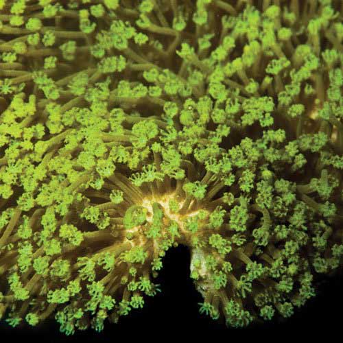 ORA Aquacultured Neon Green Polyp Leather Coral (Sarcophyton sp.); representative specimen