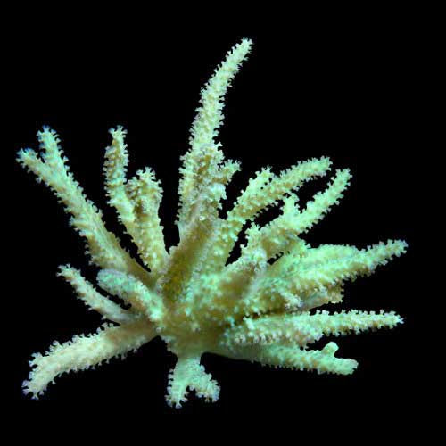 ORA Aquacultured Neon Green Sinularia Finger Leather Coral (Sinularia sp.); representative specimen