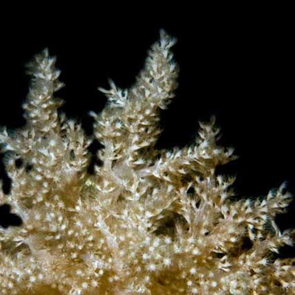 ORA Aquacultured Nepthea Coral (Nepthea sp.); representative specimen