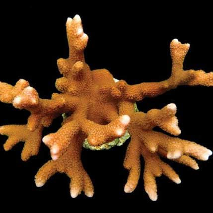 ORA Aquacultured Peach Digitata Coral (Montipora digitata); representative specimen