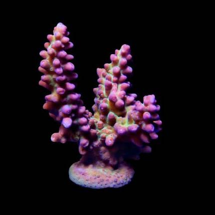 ORA Aquacultured Pink & Green Marshall Island Acropora Coral (Acropora sp.); representative specimen