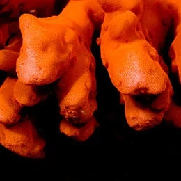 ORA Aquacultured Orange Setosa Coral (Montipora setosa); representative specimen