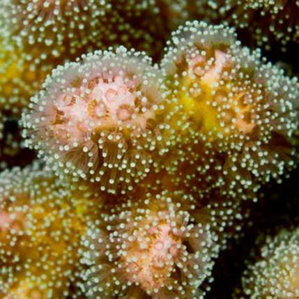 ORA Aquacultured Pink & Green Pocillopora damicornis Coral (Pocillopora damicornis); representative specimen