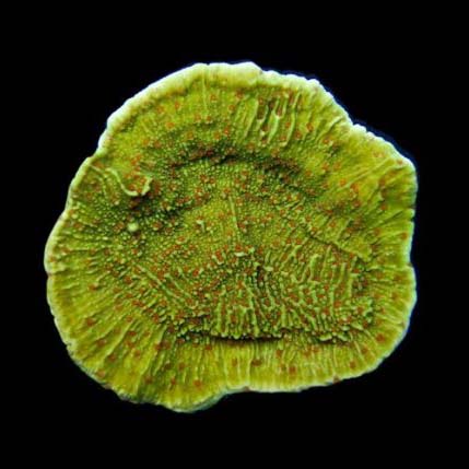 ORA Aquacultured Pink Polyp Capricornis Coral (Montipora capricornis); representative specimen