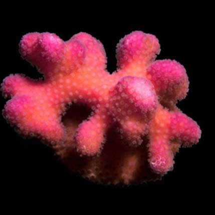 ORA Aquacultured Pink Stylophora Coral (Stylophora sp.); representative specimen