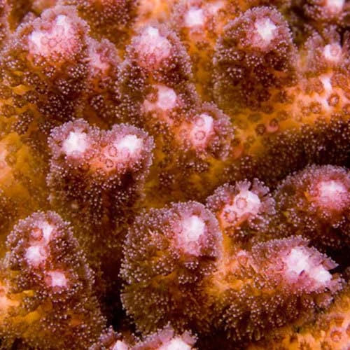ORA Aquacultured Pink Pocillopora Coral (Pocillopora damicornis); representative specimen