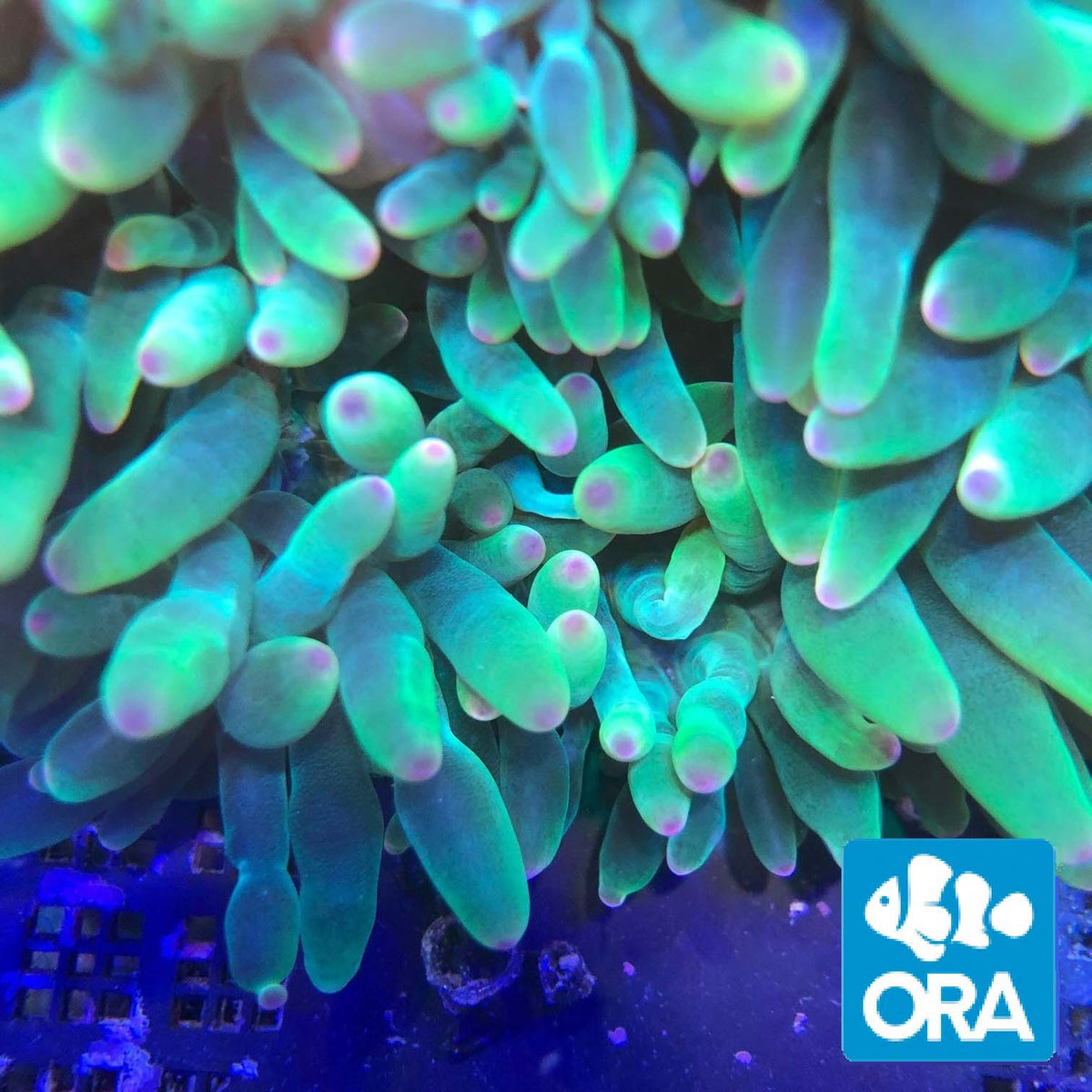 ORA Aquacultured Pink Tipped Green Bubble tip Anemone (Entacmaea quadricolor); representative specimen