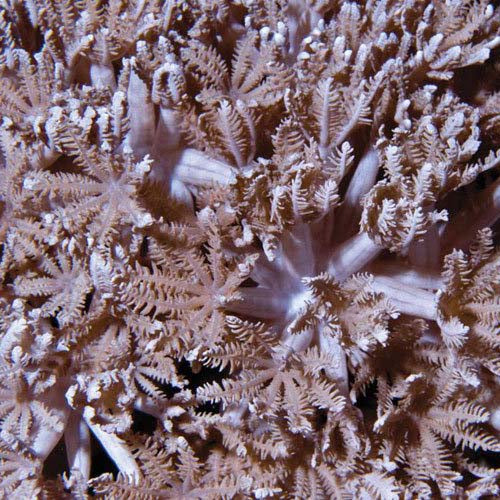 ORA Aquacultured Pom Pom Xenia Coral (Xenia sp.); representative specimen