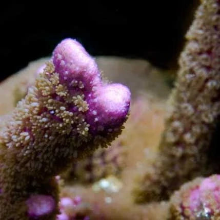 ORA Aquacultured Purple Montipora digitata Coral (Montipora digitata); representative specimen