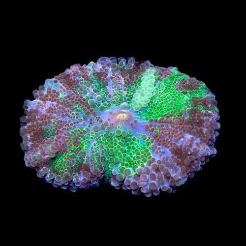 ORA Aquacultured Purple and Green Ricordea Yuma Coral (Ricordea yuma); representative specimen