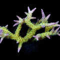ORA Aquacultured Ponape Birdsnest Coral (Seriatopora sp.); representative specimen