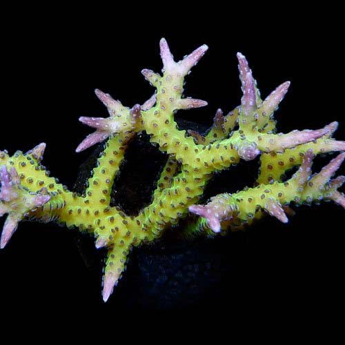 ORA Aquacultured Ponape Birdsnest Coral (Seriatopora sp.); representative specimen