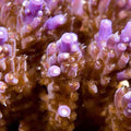 ORA Aquacultured Purple Nana Acropora Coral (Acropora sp.); representative specimen
