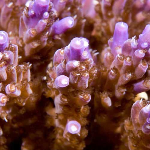 ORA Aquacultured Purple Nana Acropora Coral (Acropora sp.); representative specimen