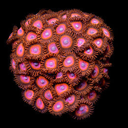 ORA Aquacultured Red Zoanthids Coral (Zoanthus sp.); representative specimen