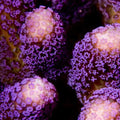 ORA Aquacultured Purple Stylophora Coral (Stylophora sp.); representative specimen