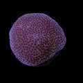 ORA Aquacultured Sand Dollar Porites Coral (Porites sp.); representative specimen