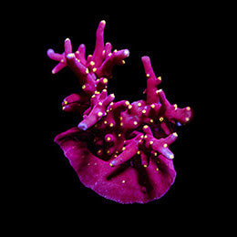 ORA Aquacultured Scorchin’ Torch Acro Coral (Acropora sp.); representative specimen