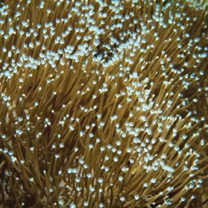 ORA Aquacultured Sarcophyton Toadstool Leather Coral (Sarcophyton sp.); representative specimen