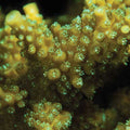 ORA Aquacultured Scripp's Green Tip Acropora (Acropora sp.); representative specimen