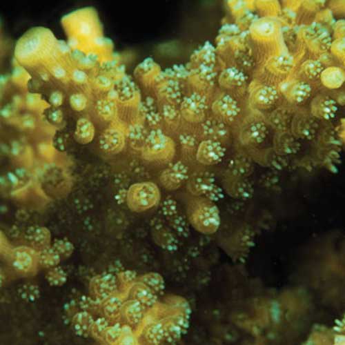 ORA Aquacultured Scripp's Green Tip Acropora (Acropora sp.); representative specimen