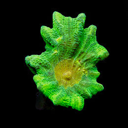 ORA Aquacultured Space Invader Pectinia Coral (Pectinia sp.); representative specimen