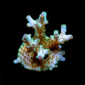 ORA Aquacultured Skyline Granulosa Coral (Acropora granulosa); representative specimen