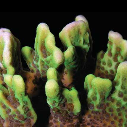ORA Aquacultured Spongodes Coral (Montipora sp.); representative specimen