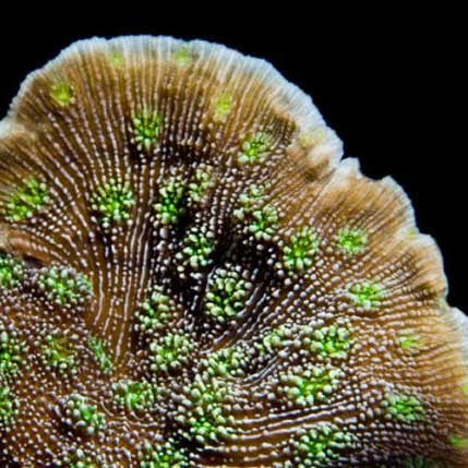 ORA Aquacultured Sprung's Stunner Coral (Echinopora sp.); representative specimen