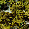 ORA Aquacultured Squamosa Clam 2.0"; representative specimen