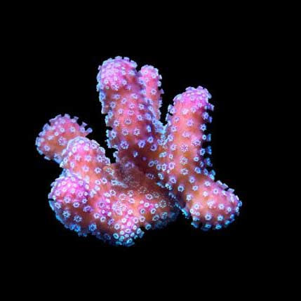 ORA Aquacultured Stellar Stylophora Coral (Stylophora sp.); representative specimen