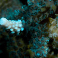 ORA Aquacultured Turquoise Acropora Coral (Acropora sp.); representative specimen