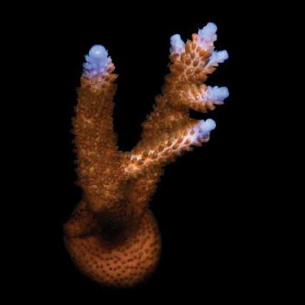 ORA Aquacultured Stuber Acropora Coral (Acropora sp.); representative specimen