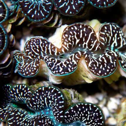 ORA Aquacultured Ultra Black & Color Maxima Clam - 2" (Tridacna maxima); representative specimen