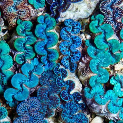 ORA Aquacultured Ultra Grade Colored Maxima Clam 1.5"; representative specimen