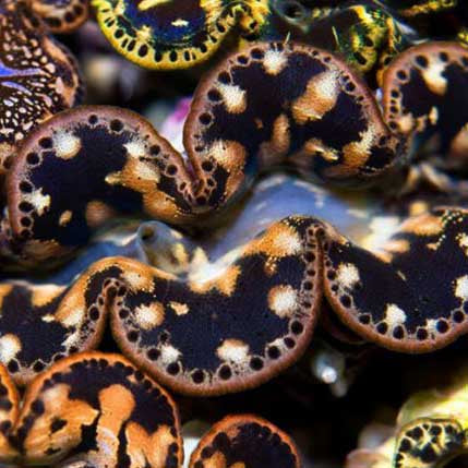 ORA Aquacultured Ultra Gold Maxima Clam - 1.5" (Tridacna maxima); representative specimen